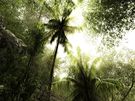 OSK3172dc_JunglePalms.jpg
