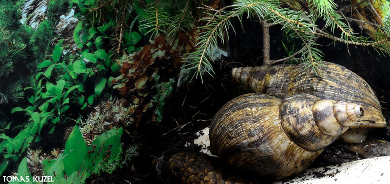achatina_by_tomaskuzel-d60acx7.jpg