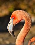 american_flamingo_02___ostrava_zoo_by_zavorka-d4uzzti.png