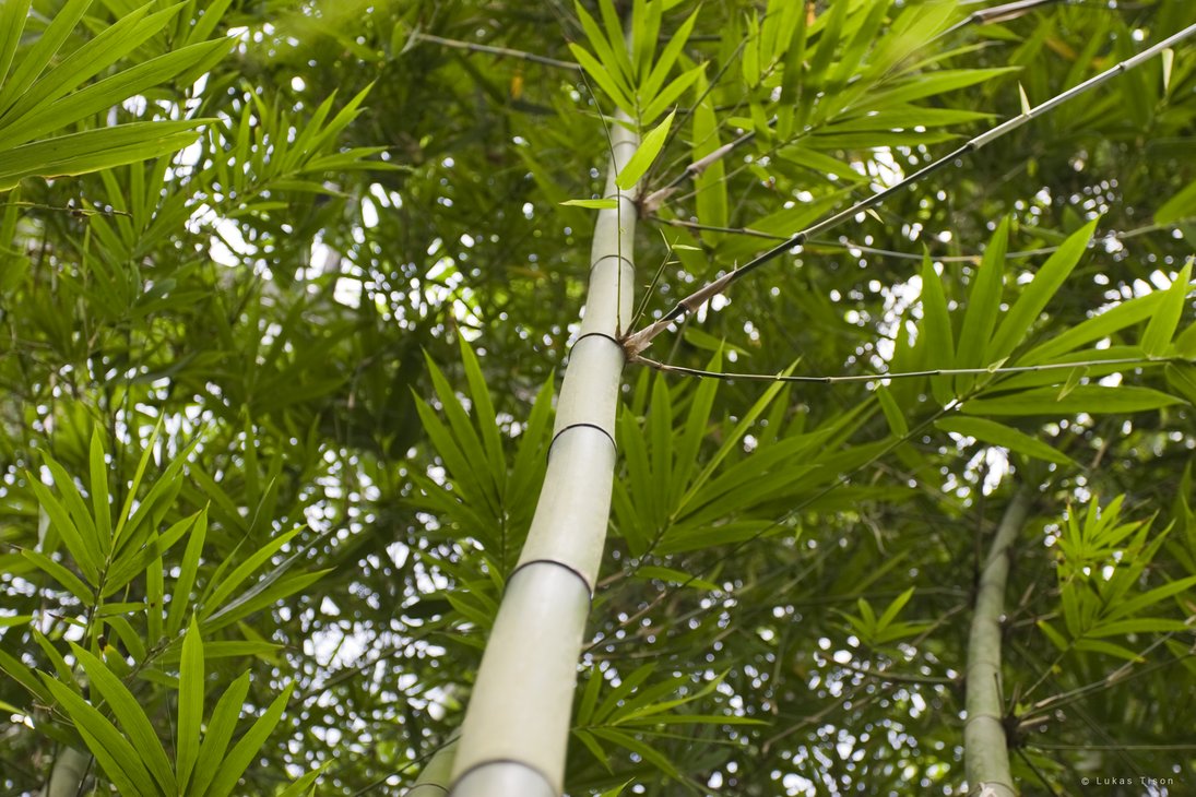bamboo_by_nepst3r-d3dor5m.png