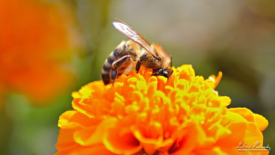 bee_by_zavorka-d59vx4x.png