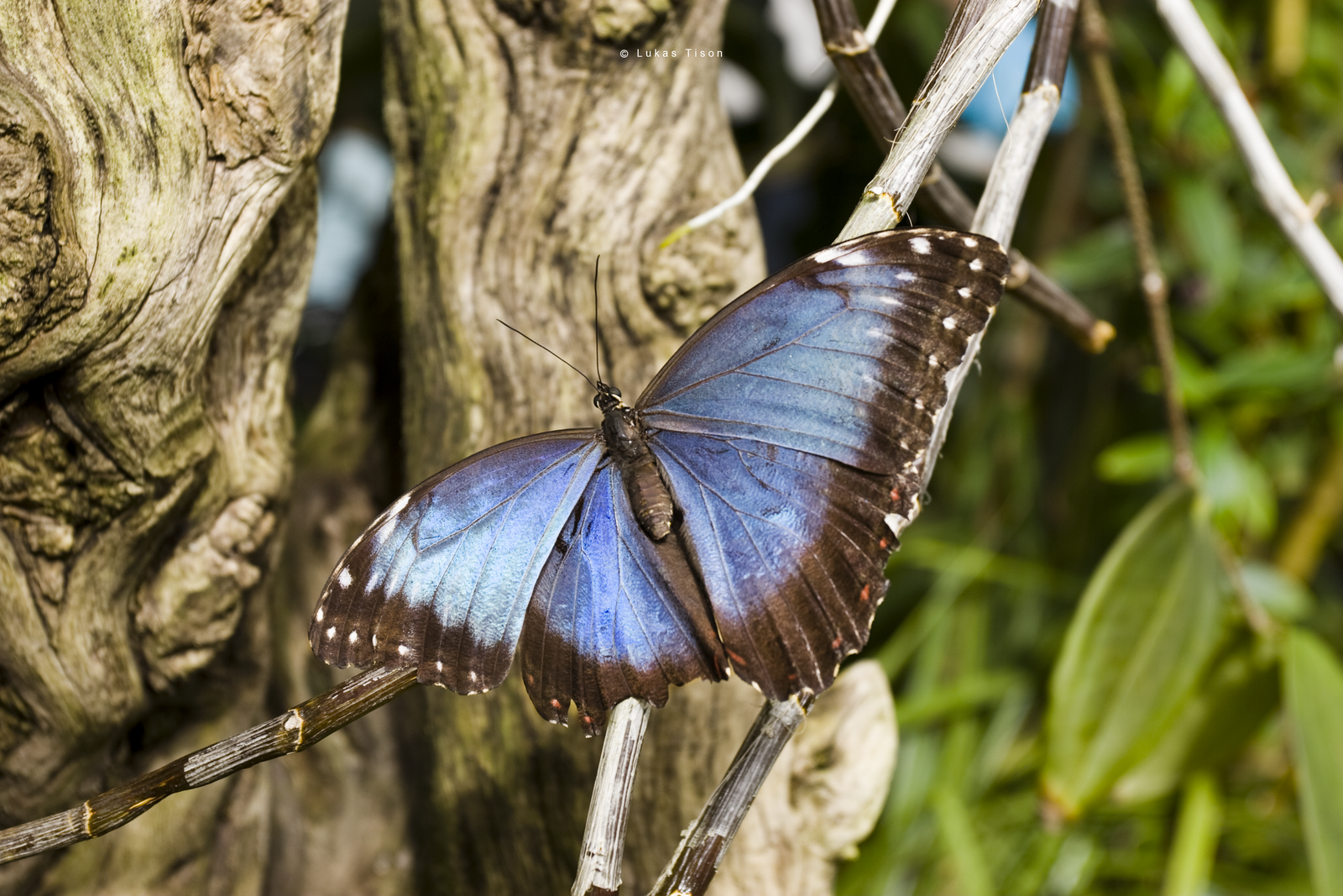 blue_buterfly_by_nepst3r-d3dr6a1.png
