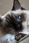 blue_eyed_cat_04_by_zavorka-d4fz81y.png