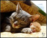 brothers_in_paws_by_denisli-d4yo4da.jpg