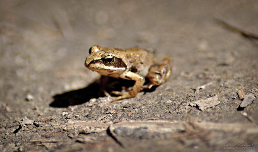 common_frog_by_zavorka-d59rif9.png