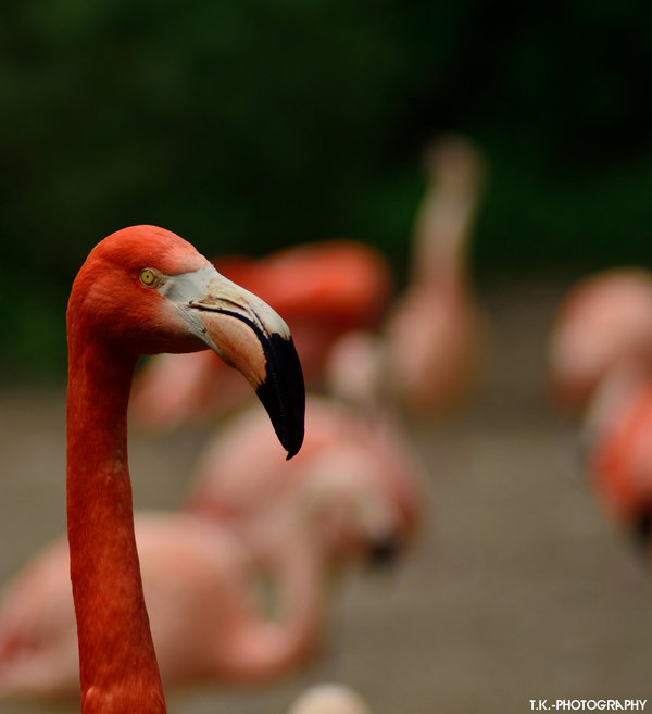 flamingo_by_tomaskuzel-d65wre4.jpg