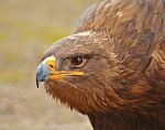 golden_eagle_by_zavorka-d4xfs7j.png