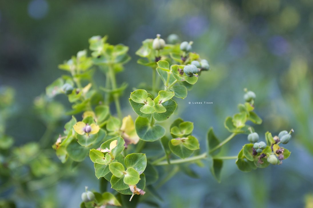 green_plant_by_nepst3r-d3kh0g8.png