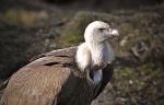 griffon_vulture___ostrava_zoo_by_zavorka-d4ubwzt.png