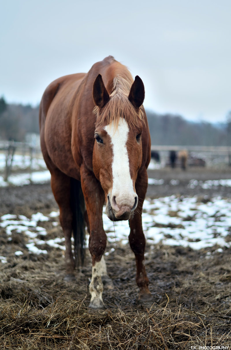 horse_by_tomaskuzel-d60f5qh.jpg
