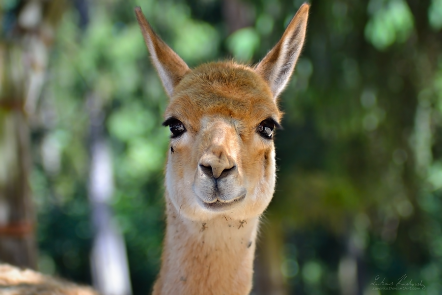 llama_sees_you_by_zavorka-d5bw3z1.png