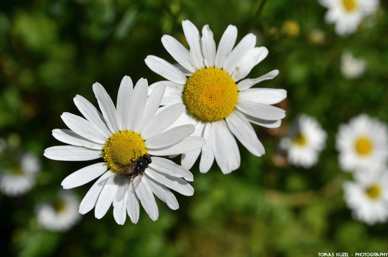 marguerite_by_tomaskuzel-d5yn7dc.jpg