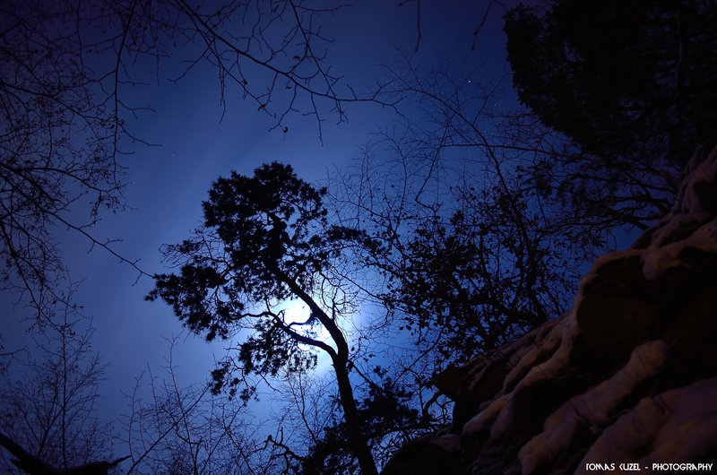moon_above_the_dark_pine_by_tomaskuzel-d5vn4a5.jpg