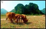 moos_in_vang_vieng_by_denisli-d4xwmcd.jpg