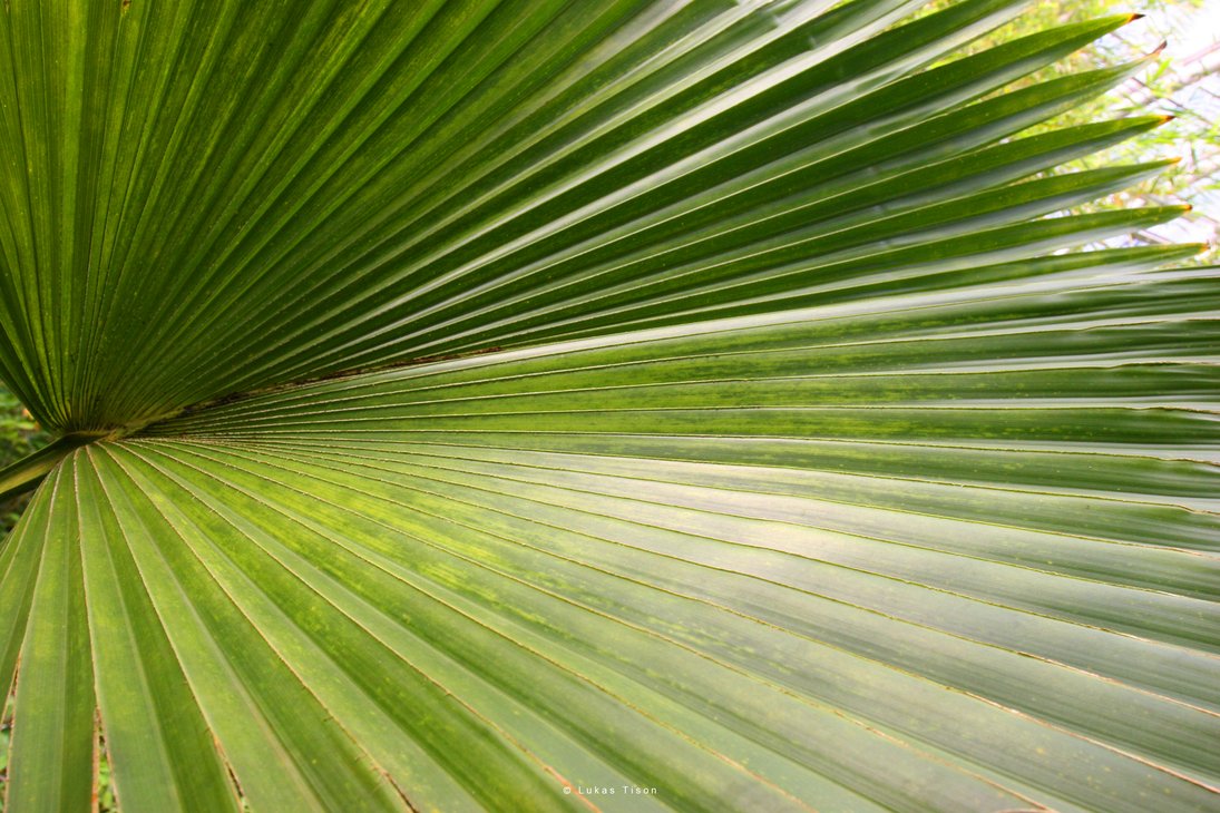 palm_leaf_by_nepst3r-d3doy31.png