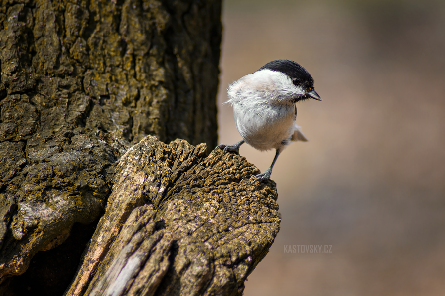 parus_palustris_by_zavorka-d62m7br.png