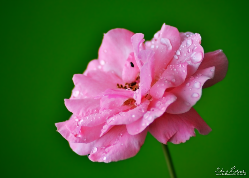 pink_flower_by_zavorka-d58t8v2.png
