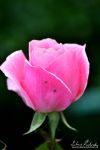 pink_rose_02_by_zavorka-d4c9rib.png
