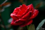 red_rose_02_by_zavorka-d4c8182.png