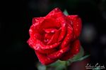 red_rose_by_zavorka-d4c80t1.png