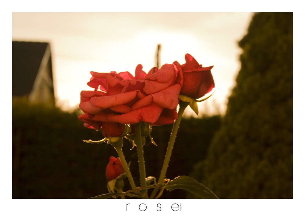 rose_at_sunset_by_nepst3r.png