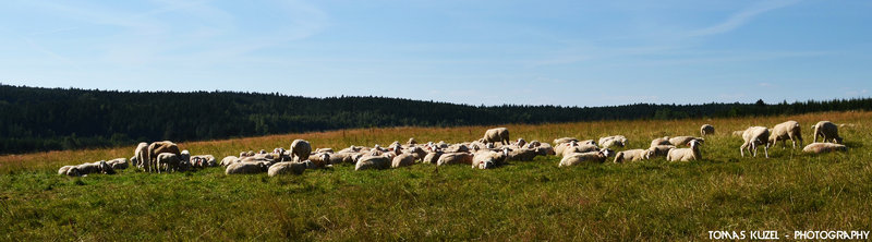 sheeps_by_tomaskuzel-d5yn7q3.jpg