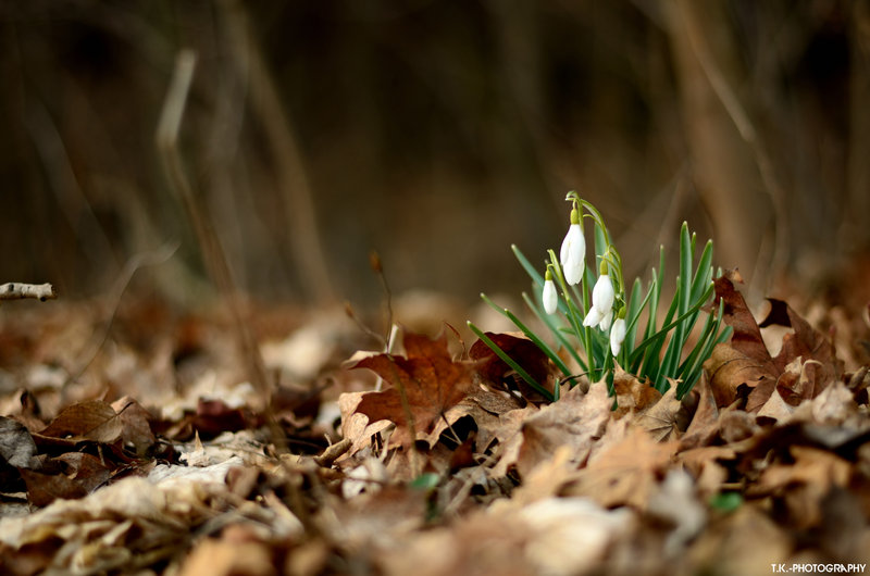 snowdrops_by_tomaskuzel-d60wp7y.jpg