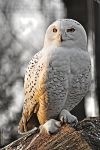 snowy_owl___ostrava_zoo_by_zavorka-d4ubs9g.png