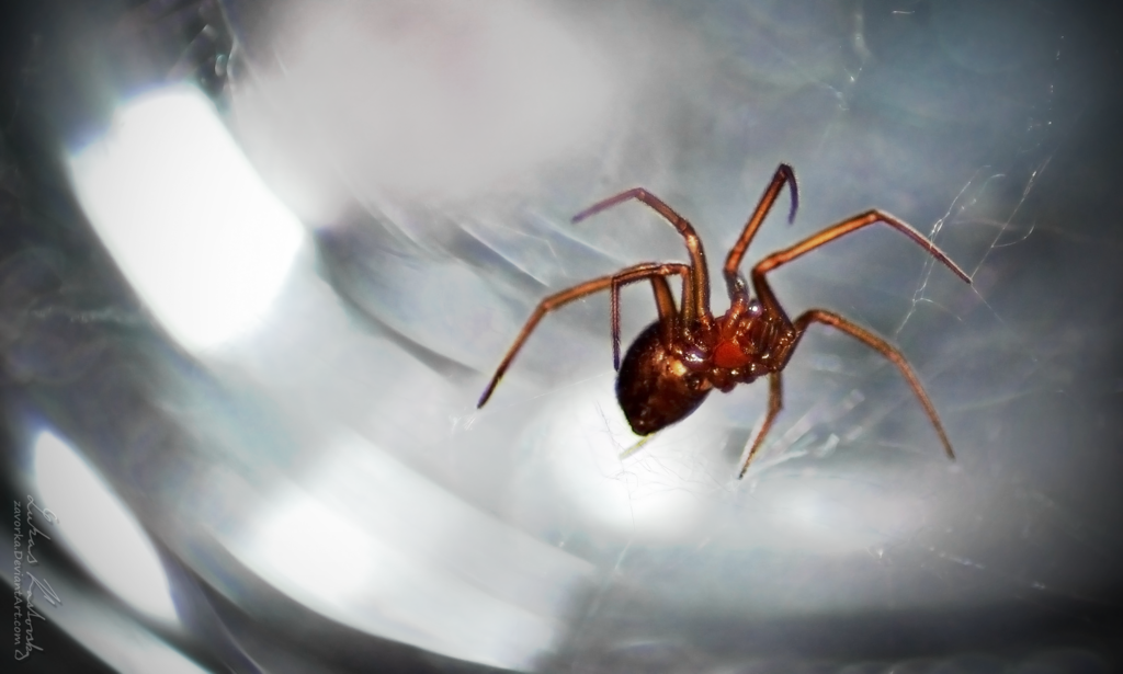 spider_by_zavorka-d57c0l4.png