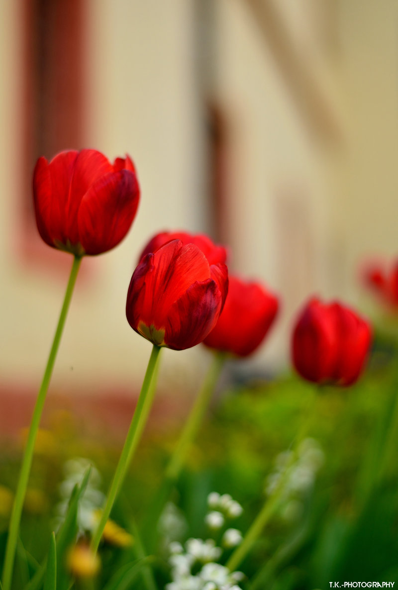 tulip_by_tomaskuzel-d64izuy.jpg