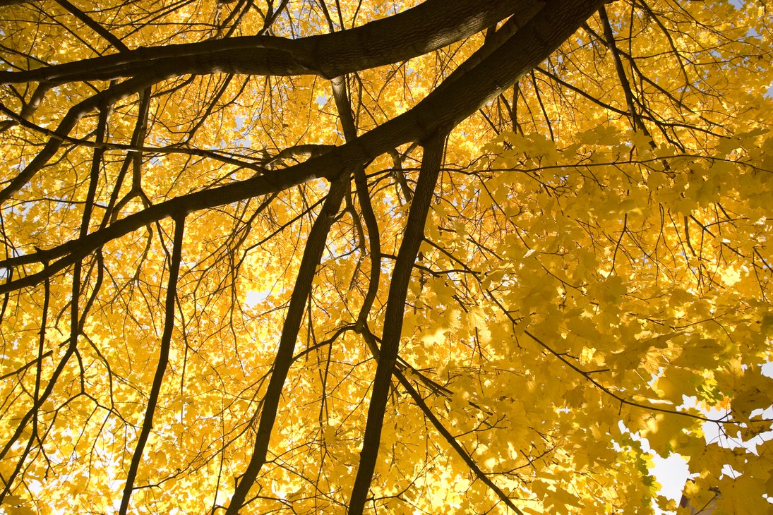 yellow_tree_2_by_nepst3r-d31t4p0.png
