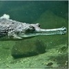 gavial